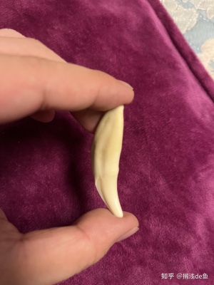 赤峰有狼牙修復(fù)店嗎電話號(hào)碼-第1張圖片