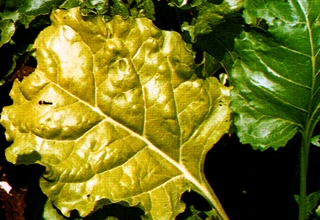 赤峰杰祥甜菜肥廠地址電話號(hào)碼-第1張圖片