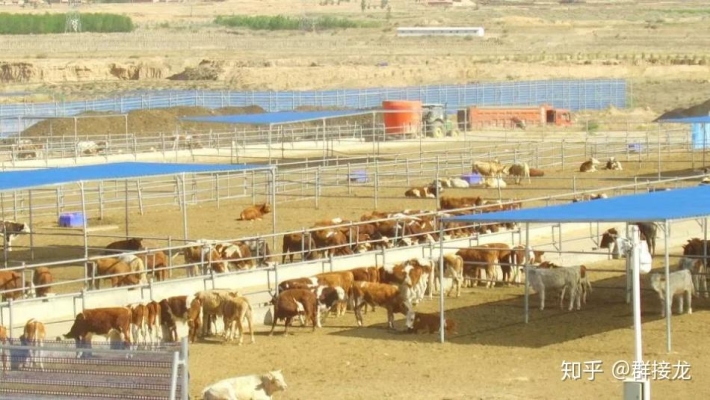 赤峰養(yǎng)牛牧場地址電話多少號-第1張圖片