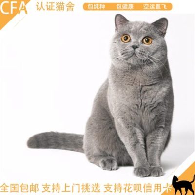 赤峰藍(lán)貓幼貓售賣地址電話號碼-第1張圖片