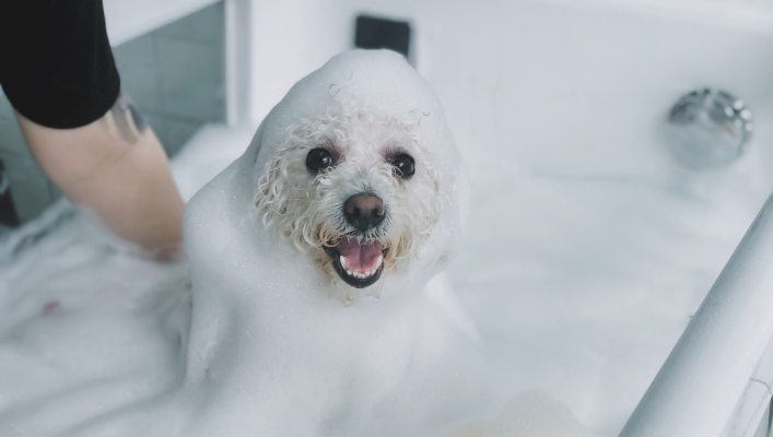 赤峰香格里拉寵物店電話號碼-第1張圖片