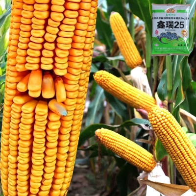 赤峰苞谷種子銷售電話號碼查詢-第1張圖片