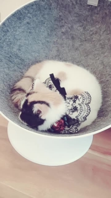 赤峰萌寵燒烤電話多少號(hào)-第1張圖片