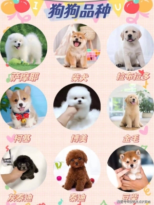 赤峰哪家寵物店好一點-第1張圖片