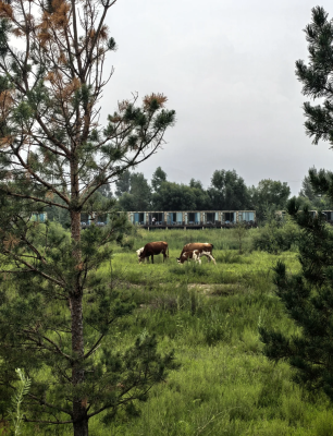 赤峰市紅山駕校聯(lián)系電話號碼-第1張圖片