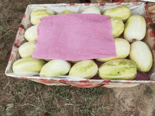 內(nèi)蒙赤峰蜜瓜種植基地電話號碼-第1張圖片