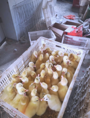 赤峰市林西鵝苗出售電話號碼-第1張圖片