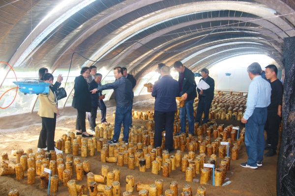 赤峰桑黃實體店電話號碼-第1張圖片