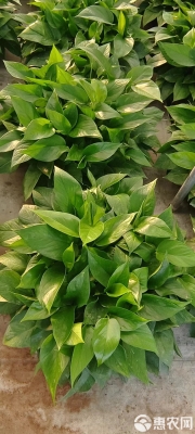 赤峰市綠蘿批發(fā)電話號碼-第1張圖片