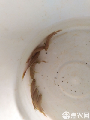 赤峰中國(guó)斗魚(yú)批發(fā)市場(chǎng)電話(huà)號(hào)碼-第1張圖片