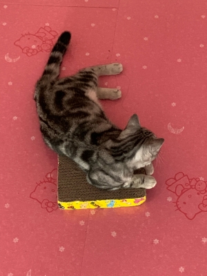 赤峰喵屋咖啡店電話地址查詢(xún)-第1張圖片