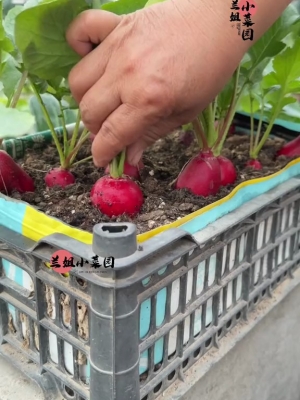 赤峰蘭姐櫻桃店電話多少號(hào)-第1張圖片