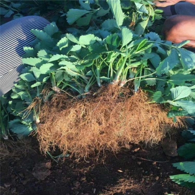 赤峰烤腸機批發(fā)電話地址查詢-第1張圖片