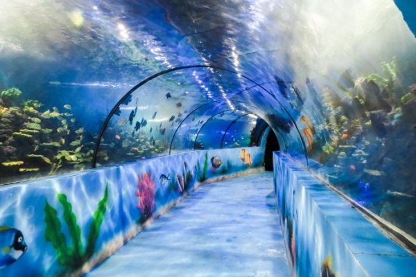 赤峰摩爾海洋館電話(huà)號(hào)碼多少-第1張圖片