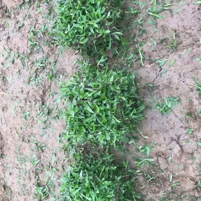 赤峰草皮批發(fā)電話多少號(hào)碼-第1張圖片