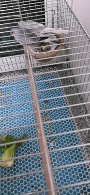 赤峰市區(qū)鸚鵡噴漆電話號碼查詢-第1張圖片