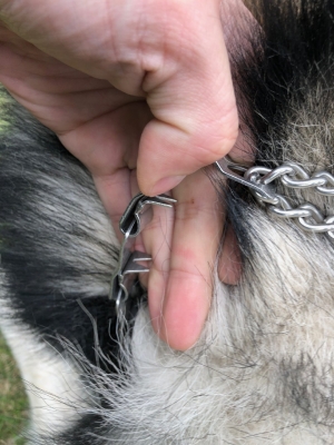 赤峰哪里有訓(xùn)犬師啊電話號碼-第1張圖片