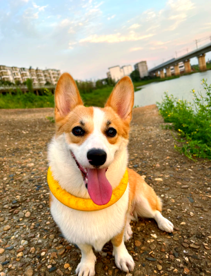 赤峰尋找柯基犬的電話號碼-第1張圖片