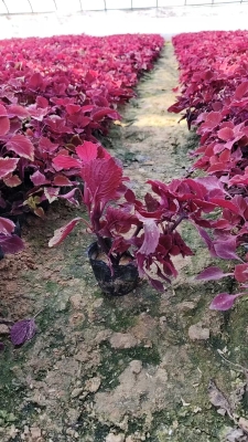 赤峰綠葉彩葉草批發(fā)電話號(hào)碼-第1張圖片