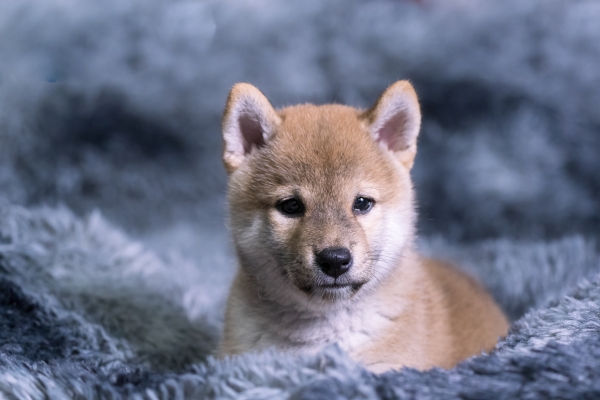赤峰柴犬犬舍基地電話號碼-第1張圖片