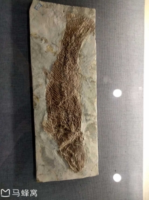 赤峰賣昆蟲的地方電話是多少號-第1張圖片