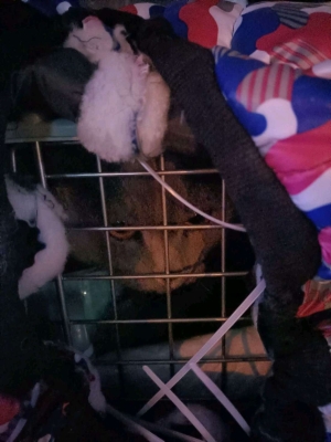 呼倫貝爾赤峰寵物托運(yùn)電話號(hào)碼是多少-第1張圖片