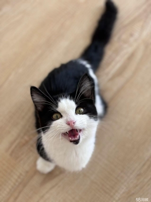 赤峰市寵物貓領(lǐng)養(yǎng)電話號碼-第1張圖片