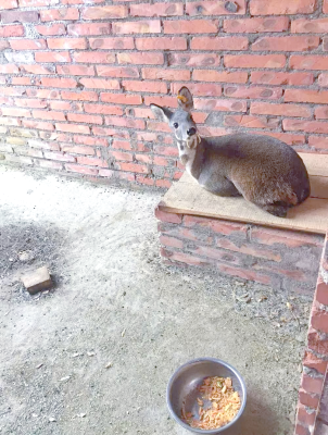 赤峰林麝養(yǎng)殖場地址電話號(hào)碼-第1張圖片