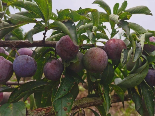 赤峰黃李子采摘園電話號(hào)碼查詢-第1張圖片