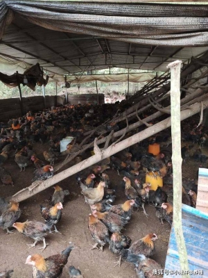 赤峰雞鴨鵝養(yǎng)殖場(chǎng)電話地址查詢-第1張圖片