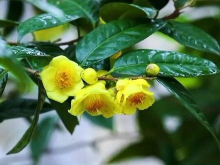 赤峰京華茶葉店電話號(hào)碼查詢-第1張圖片