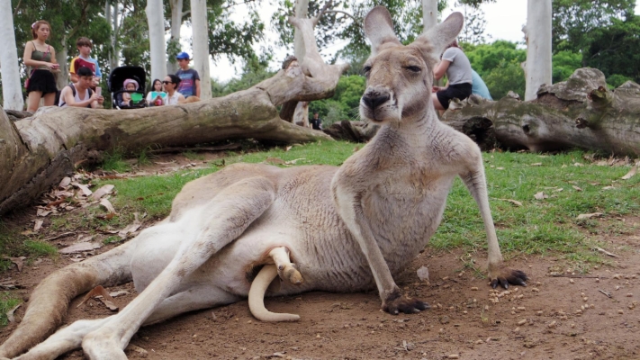 赤峰萬悅動物園地址電話號碼-第1張圖片