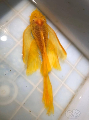 赤峰批發(fā)熱帶魚電話地址查詢-第1張圖片