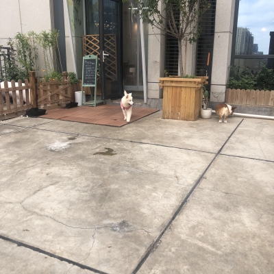 赤峰狗狗咖啡館電話號碼多少-第1張圖片