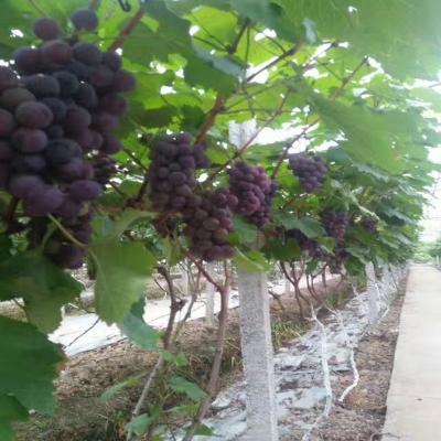 赤峰花楸苗廠家聯(lián)系電話號碼-第1張圖片