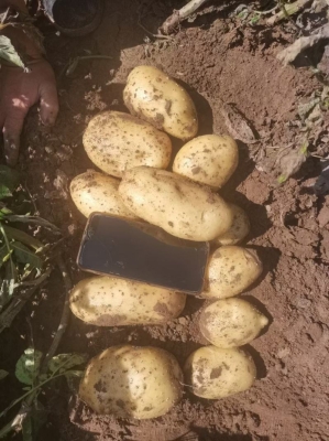 赤峰土豆基地電話多少號碼-第1張圖片