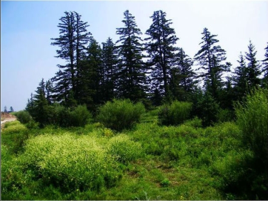 赤峰松鶴醬油廠電話號碼查詢-第1張圖片