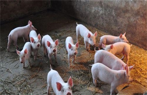 赤峰家育仔豬養(yǎng)殖基地電話(huà)號(hào)碼-第1張圖片