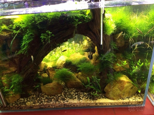 赤峰水草造景器材店電話號(hào)碼-第1張圖片