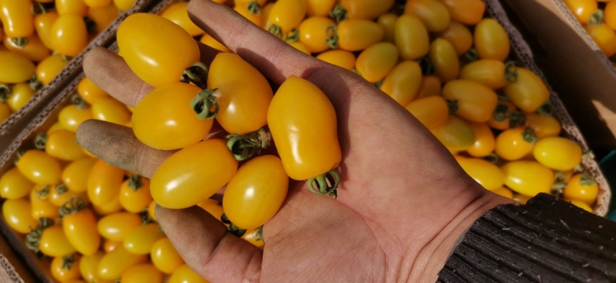 赤峰市精品柿子基地電話號碼-第1張圖片