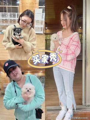 赤峰寵物店泰迪出售電話號(hào)碼-第1張圖片