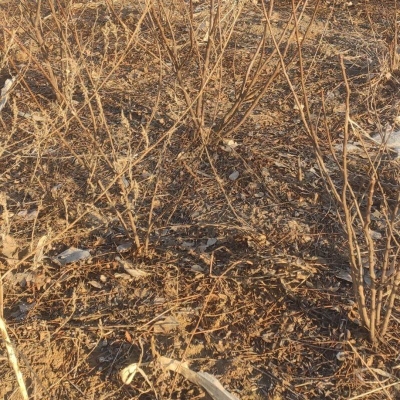 赤峰長勝羊苗基地電話號碼-第1張圖片