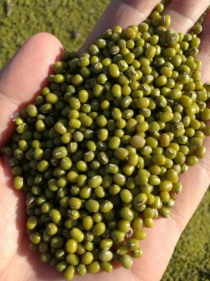 赤峰豆油加工廠家電話號碼-第1張圖片