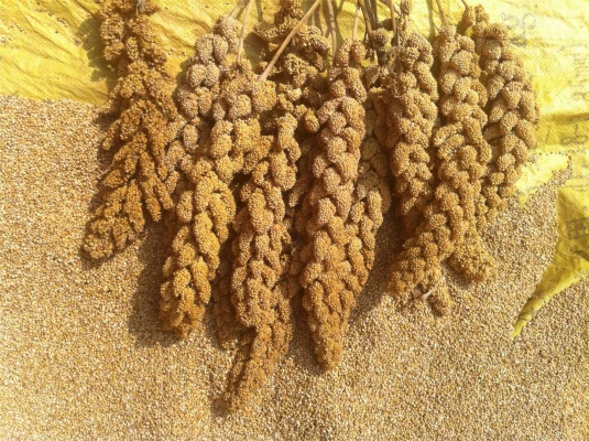 赤峰屠宰場價格查詢電話號碼-第1張圖片