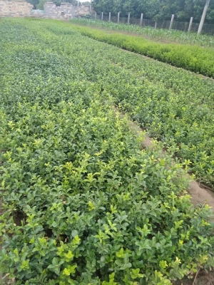 赤峰扶芳藤小苗商家電話號碼-第1張圖片