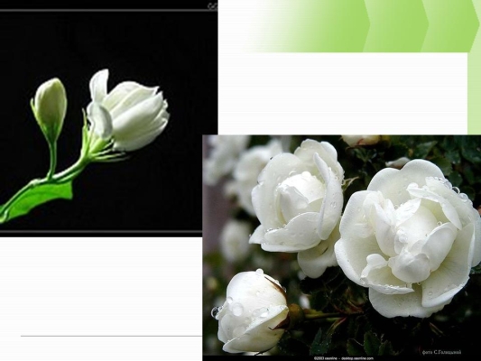 赤峰茉莉花店地址電話號碼查詢-第1張圖片