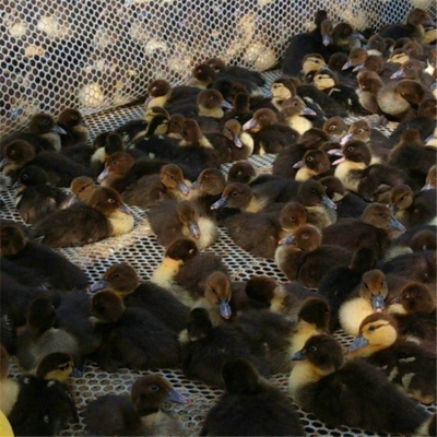 赤峰鴨苗廠家電話地址是多少號(hào)-第1張圖片