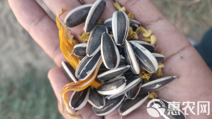 赤峰收葵瓜子毛貨電話是多少號-第1張圖片