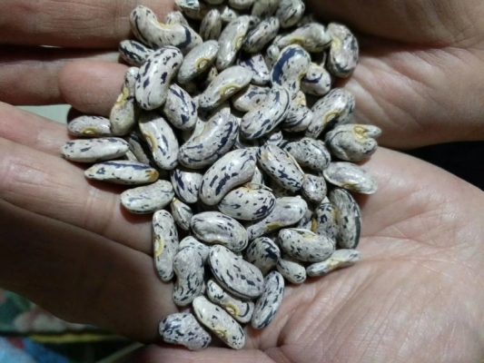 赤峰迪卡種子公司電話號碼-第1張圖片