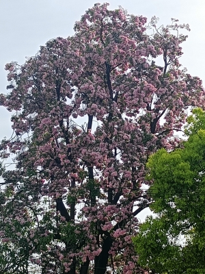赤峰梧桐花鎮(zhèn)水泥廠電話號(hào)碼-第1張圖片